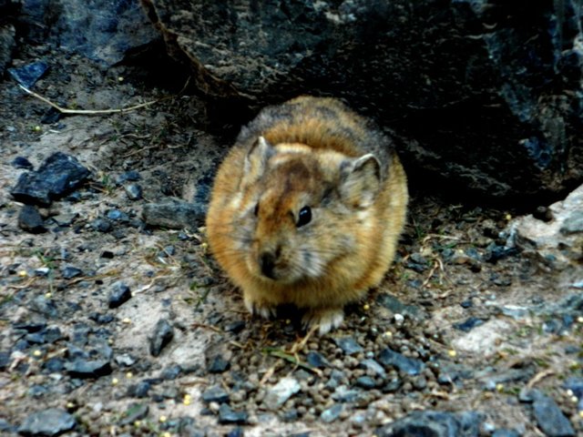 Удачная поездка в Монголию: Южная Гоби &mdash; 2019. Часть 3