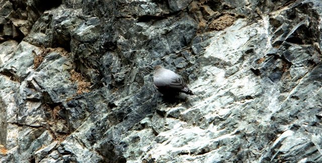 Удачная поездка в Монголию: Южная Гоби &mdash; 2019. Часть 3