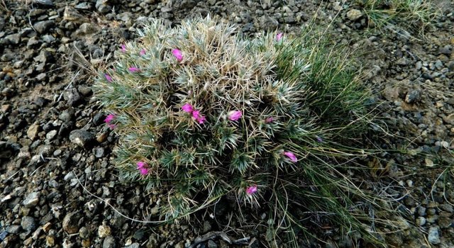 Удачная поездка в Монголию: Южная Гоби &mdash; 2019. Часть 3