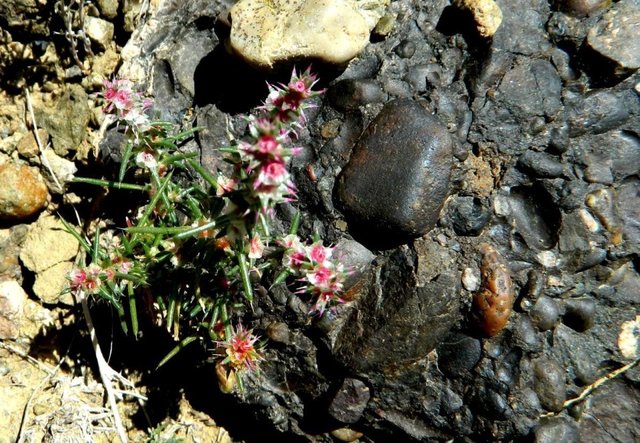 Удачная поездка в Монголию: Южная Гоби &mdash; 2019. Часть 3