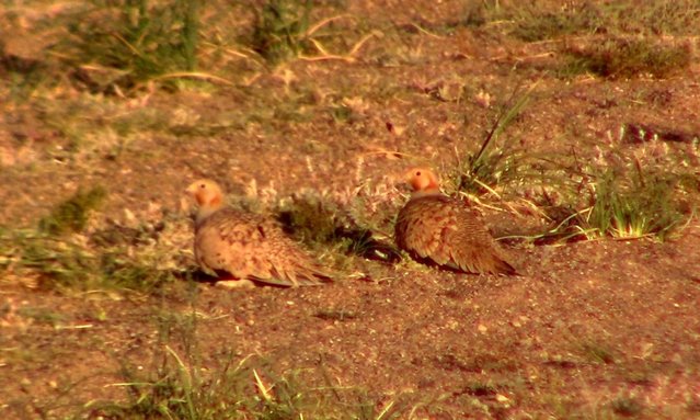 Удачная поездка в Монголию: Южная Гоби &mdash; 2019. Часть 3