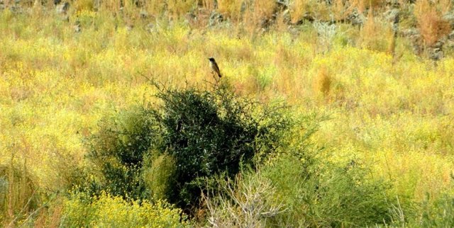 Удачная поездка в Монголию: Южная Гоби &mdash; 2019. Часть 3