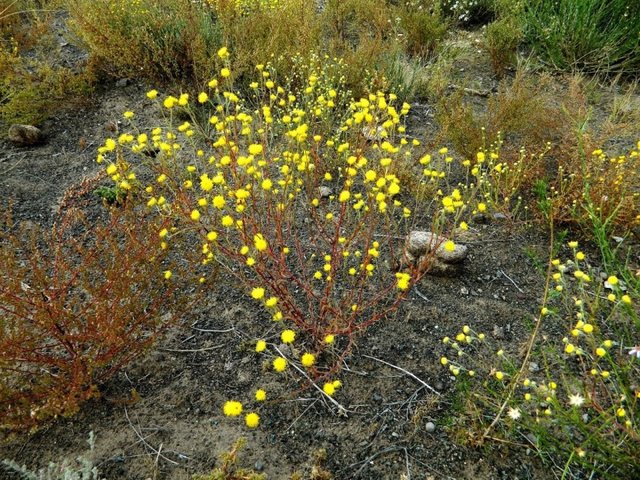 Удачная поездка в Монголию: Южная Гоби &mdash; 2019. Часть 3