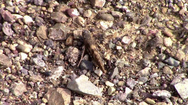 Удачная поездка в Монголию: Южная Гоби &mdash; 2019. Часть 3