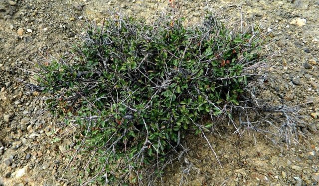 Удачная поездка в Монголию: Южная Гоби &mdash; 2019. Часть 3