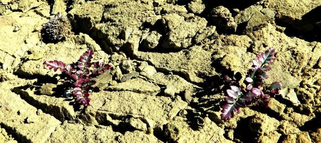 Удачная поездка в Монголию: Южная Гоби &mdash; 2019. Часть 3