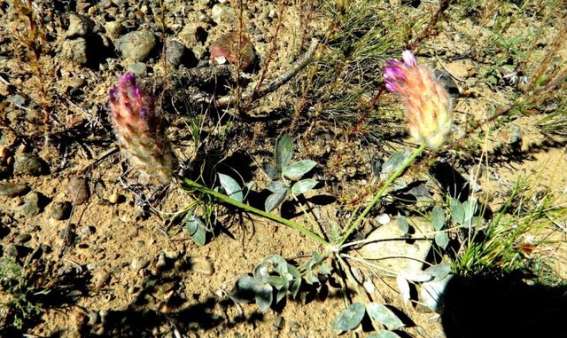 Удачная поездка в Монголию: Южная Гоби &mdash; 2019. Часть 3