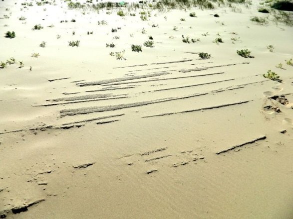 Удачная поездка в Монголию: Южная Гоби &mdash; 2019. Часть 3