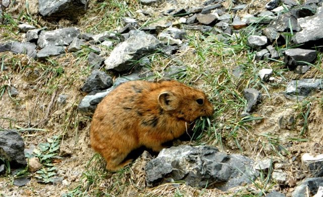 Удачная поездка в Монголию: Южная Гоби &mdash; 2019. Часть 3