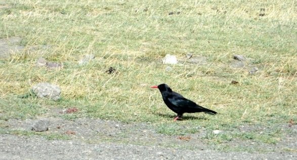 Удачная поездка в Монголию: Южная Гоби &mdash; 2019. Часть 3