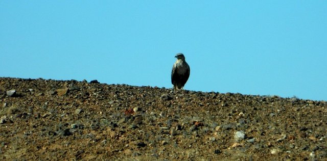 Удачная поездка в Монголию: Южная Гоби &mdash; 2019. Часть 3