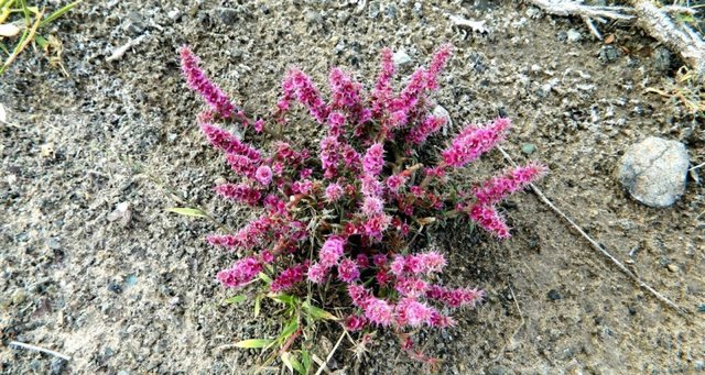 Удачная поездка в Монголию: Южная Гоби &mdash; 2019. Часть 3